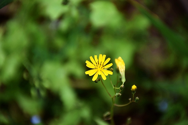 IIGF觀點(diǎn)|范欣宇、龐心睿：溫室氣體減排交易中心發(fā)展經(jīng)驗(yàn)——區(qū)域及創(chuàng)新篇 